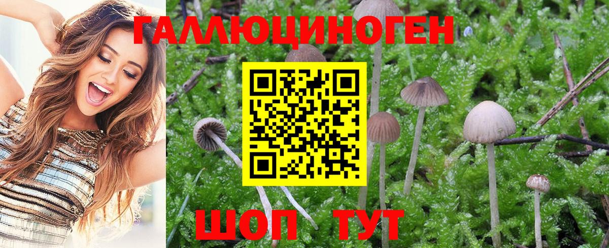 Новодвинск  что такое   Псилоцибиновые грибы мухоморы  Вход с VPN  Галлюциногенные грибы прущие грибы 